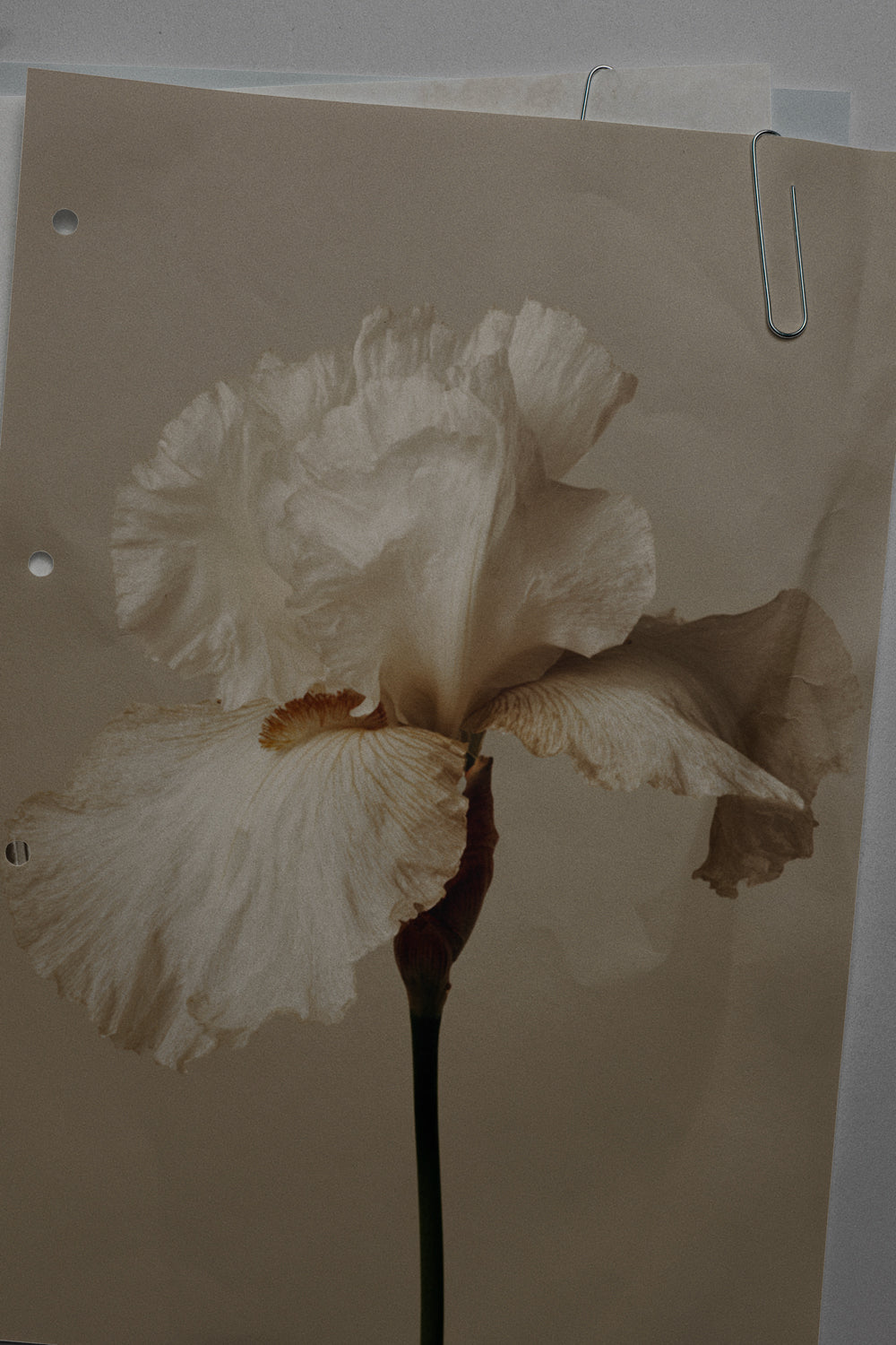 Collage 01 Punched Paper 02 Photo Mockup